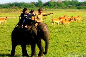 elephant safari in uttarakhand