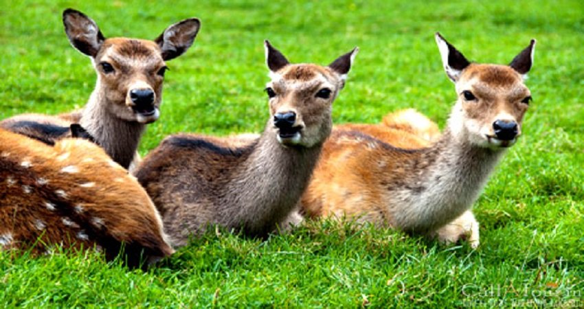 deer park almora