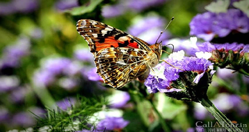 butterfly research centre