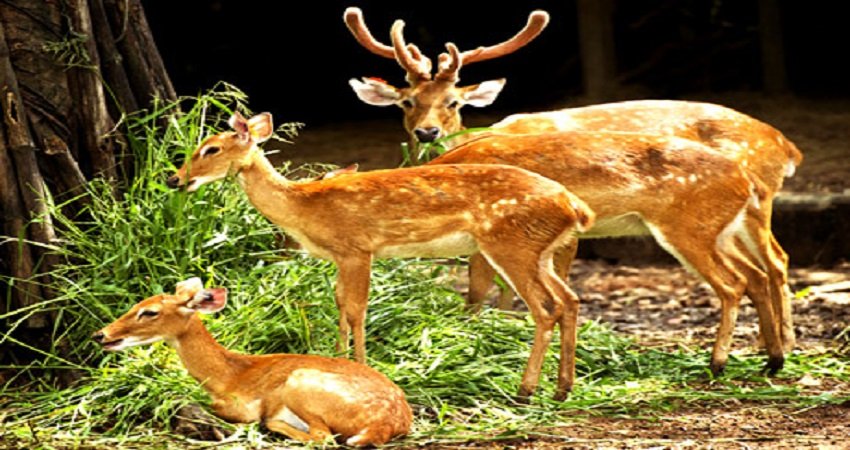 malsi deer park dehradun