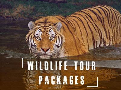 uttarakhand wildlife tour packages